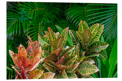 Foam board print Palm fronds and croton plants II