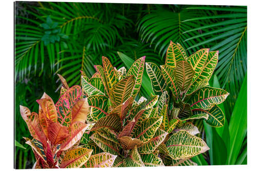 Gallery print Palm fronds and croton plants II