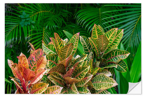 Vinilo para la pared Hojas de palmera y plantas de croton II