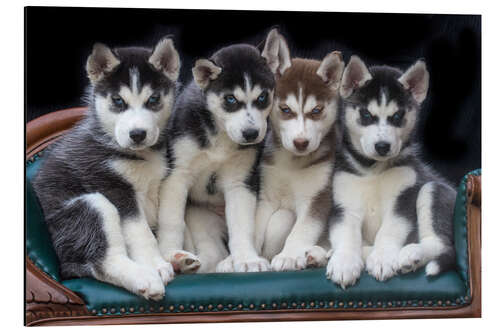 Tableau en aluminium Gorgeous Siberian Husky puppies