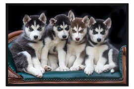 Gerahmter Kunstdruck Wunderschöne Siberian Husky Welpen