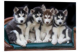 Foam board print Gorgeous Siberian Husky puppies