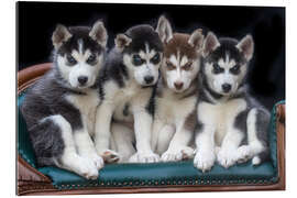 Quadro em plexi-alumínio Gorgeous Siberian Husky puppies