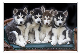 Wall print  Gorgeous Siberian Husky puppies - Jaynes Gallery