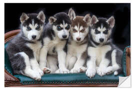 Sisustustarra Gorgeous Siberian Husky puppies