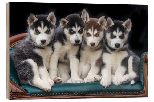 Wood print Gorgeous Siberian Husky puppies