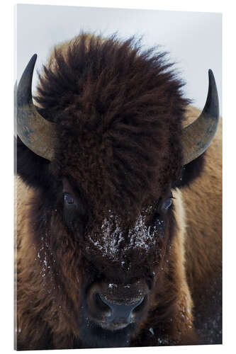 Acrylic print European bison bull