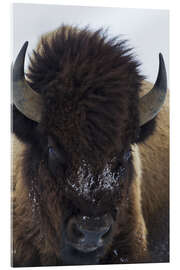Akrylglastavla European bison bull