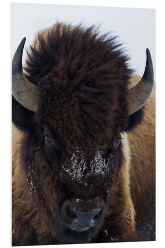 Foam board print European bison bull