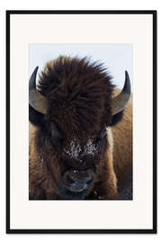 Gerahmter Kunstdruck Wisentbulle
