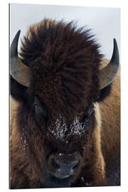 Galleritryck European bison bull