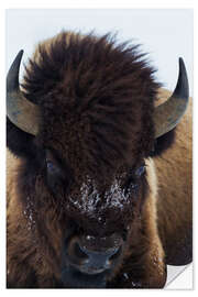 Naklejka na ścianę European bison bull