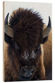 Wood print European bison bull