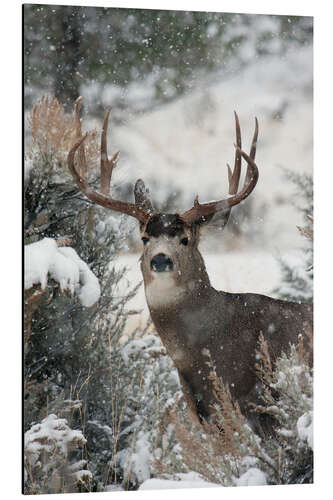 Aluminiumsbilde Mule deer