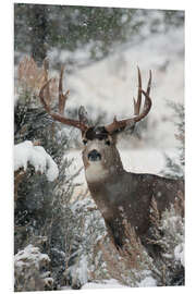 Foam board print Mule deer in the snow