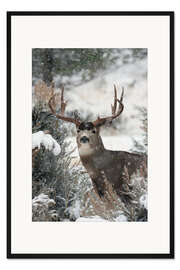 Gerahmter Kunstdruck Maultierhirsch im Schnee