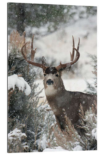 Gallery print Mule deer in the snow