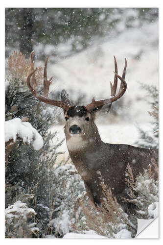 Selvklebende plakat Mule deer