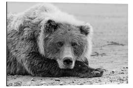 Aluminium print Resting brown bear