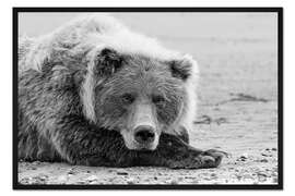 Gerahmter Kunstdruck Ruhender Braunbär