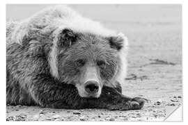 Naklejka na ścianę Resting brown bear