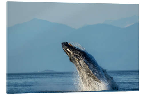 Acrylic print Humpback whale in Frederick Sound