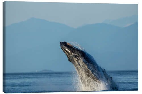 Canvas print Humpback whale in Frederick Sound