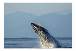 Wall print  Humpback whale in Frederick Sound - Paul Souders
