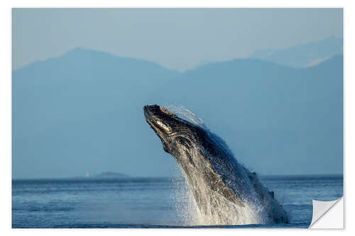 Sisustustarra Humpback whale in Frederick Sound