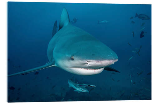 Akryylilasitaulu Bull shark