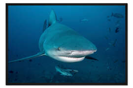 Gerahmter Kunstdruck Bullenhai