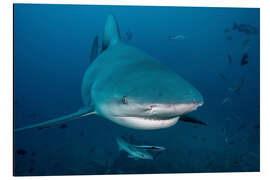 Magnettafel Bullenhai