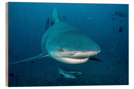 Puutaulu Bull shark