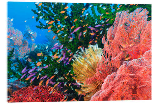 Acrylic print Colorful reef