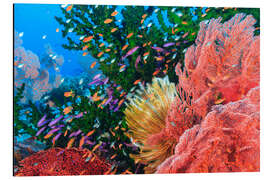 Aluminium print Colorful reef