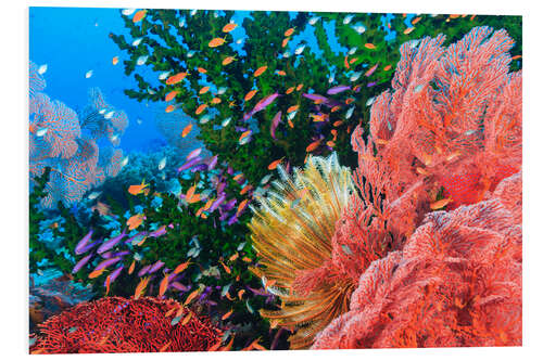 Foam board print Colorful reef