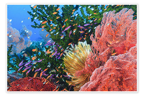 Poster Colorful reef
