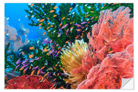 Selvklebende plakat Colorful reef