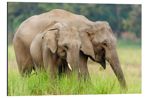 Aluminium print Asian elephants