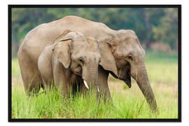 Gerahmter Kunstdruck Asiatische Elefanten