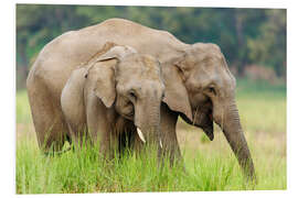 Foam board print Asian elephants