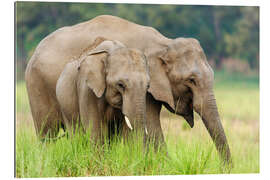 Gallery print Asian elephants