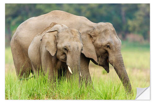 Selvklebende plakat Asian elephants