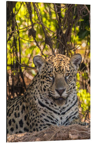 Aluminium print Close up of a jaguar