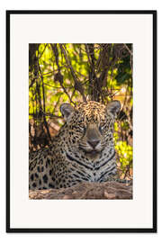 Gerahmter Kunstdruck Nahaufnahme eines Jaguars