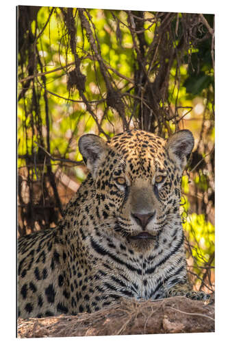 Galleritryck Close up of a jaguar