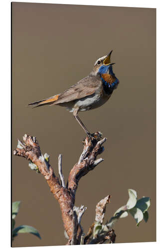 Aluminium print Bluethroat