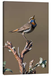 Canvas print Bluethroat