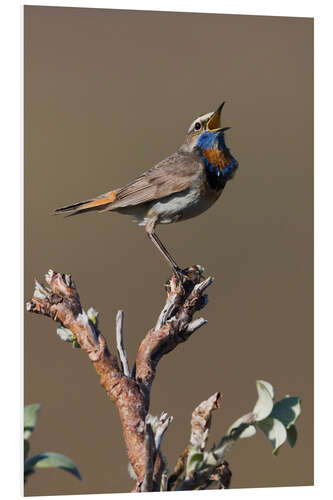 Foam board print Bluethroat