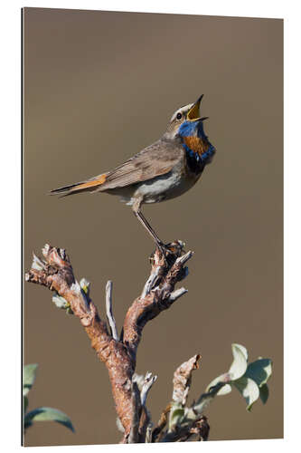 Gallery print Bluethroat